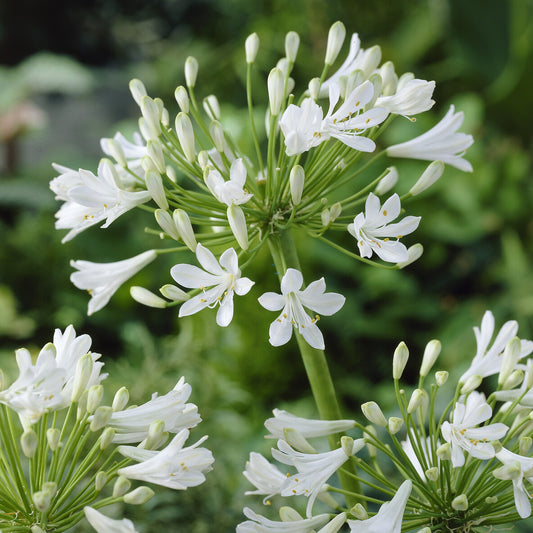 Weiße Schmucklilie - Bakker