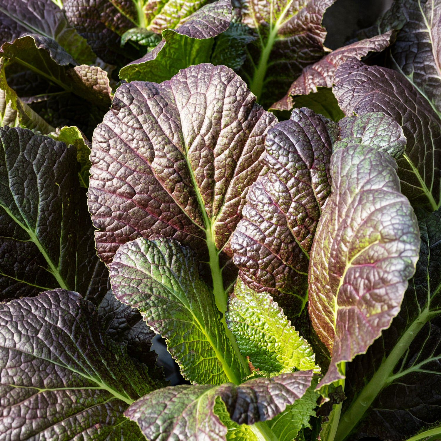 Saatgut Roter Blattsenf Red Giant Bio - Brassica juncea integrifolia red  giant
