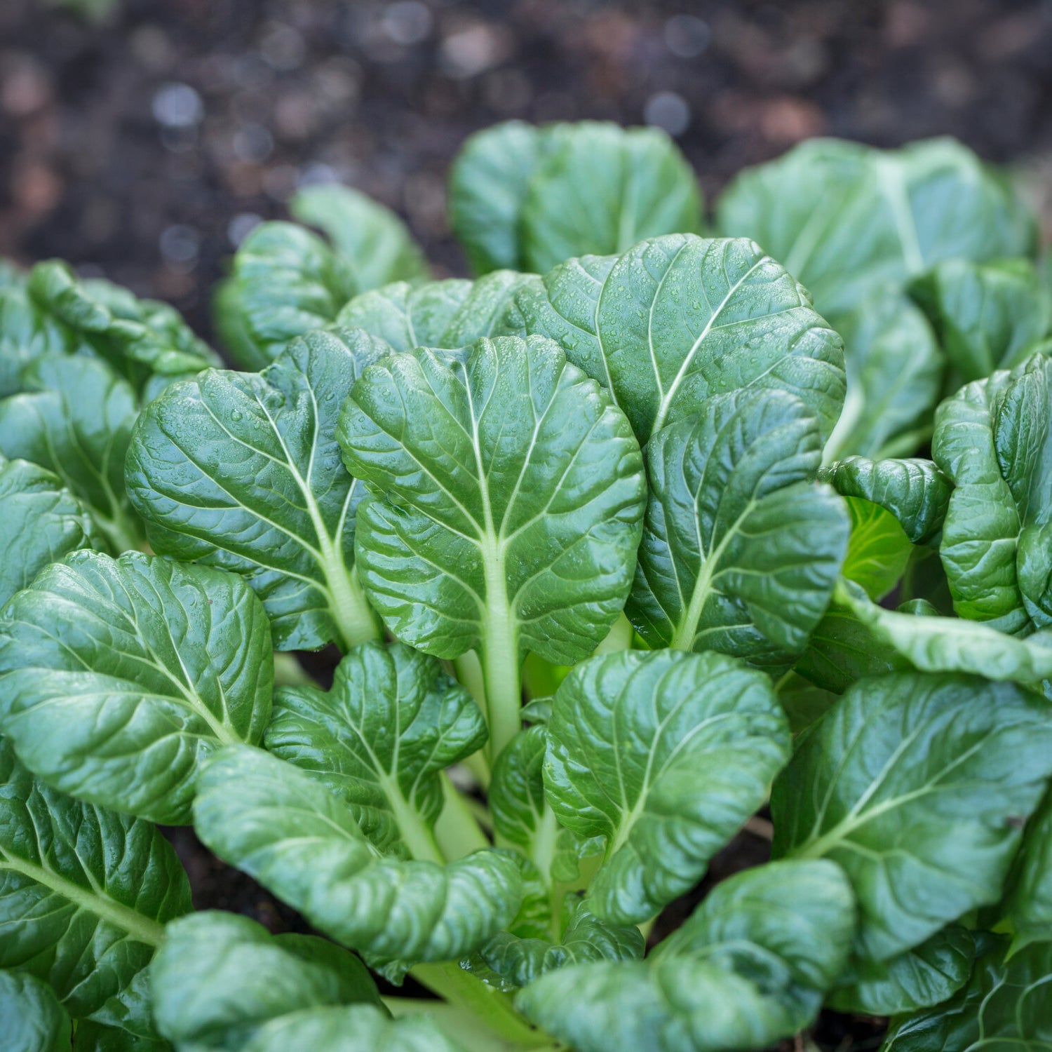 Saatgut Chinakohl 'Tatsoi' Bio - Brassica rapa rosularis