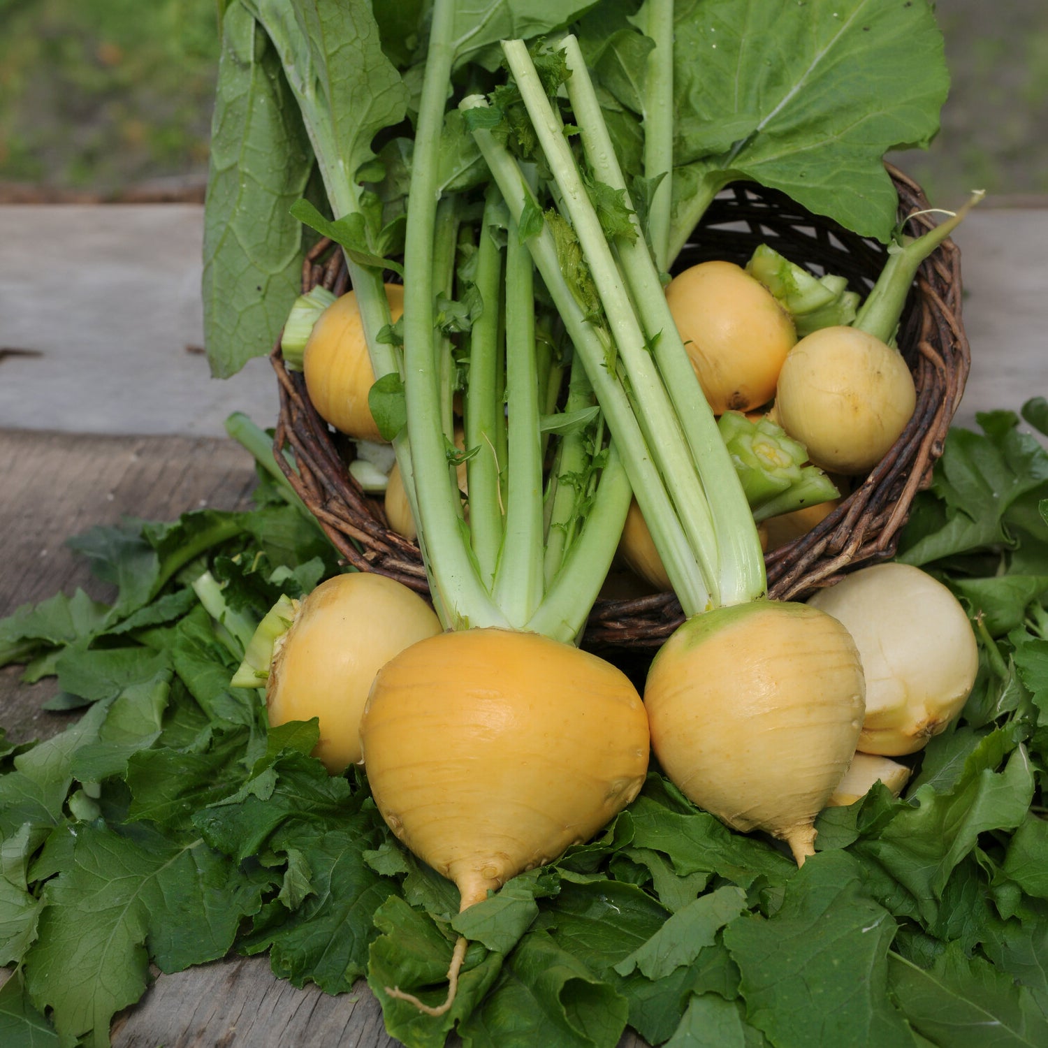 Saatgut Herbstrübe 'Goldana' Bio - Brassica rapa goldana