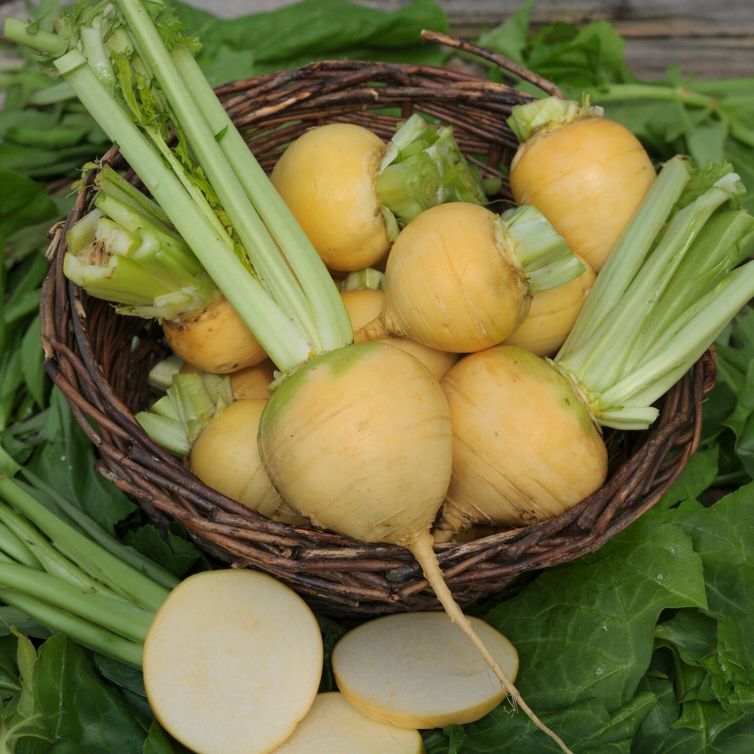 Saatgut Herbstrübe 'Goldana' Bio - Brassica rapa goldana