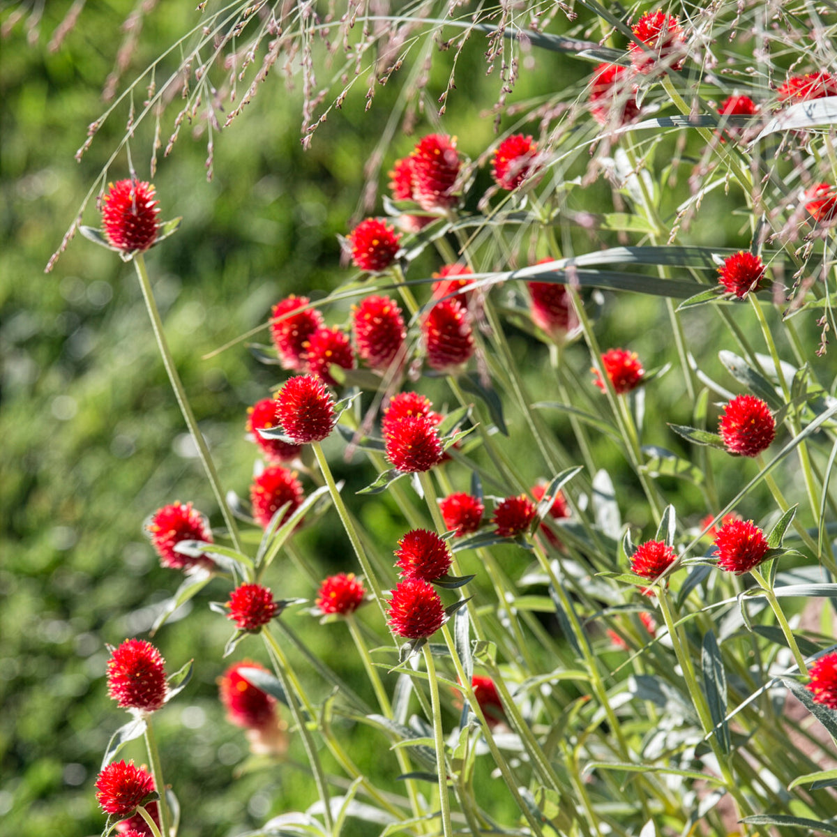 Kugelamarant Strawberry Fields - Bakker