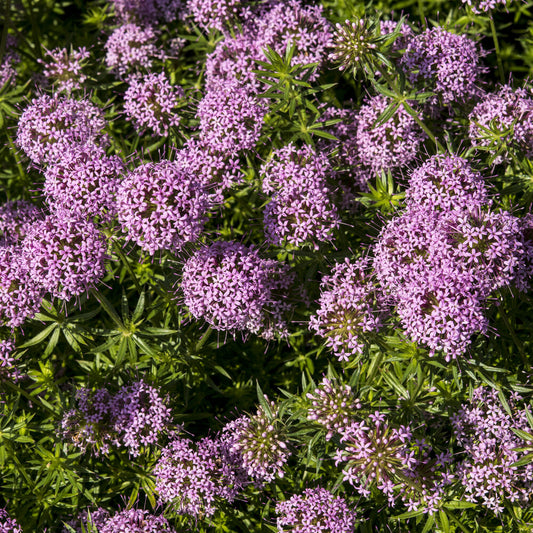 Scheinwaldmeister - Bakker