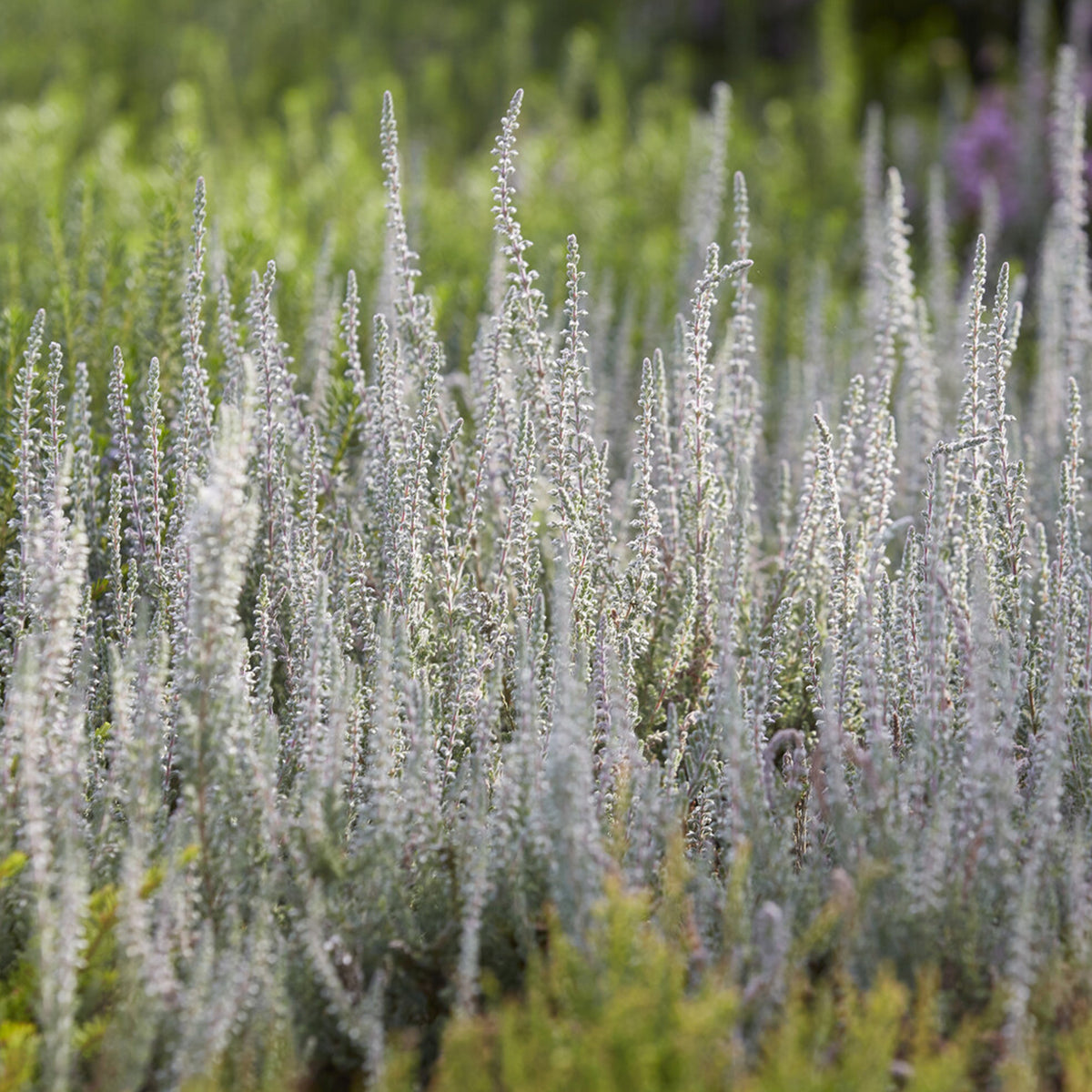 Sommerheide 'Silver Knight' - Bakker