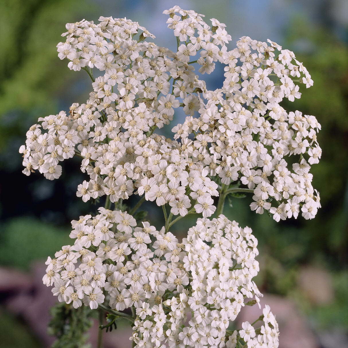 Schafgarbe Schneetaler (x3) - Achillea millefolium schneetaler | Bakker.com
