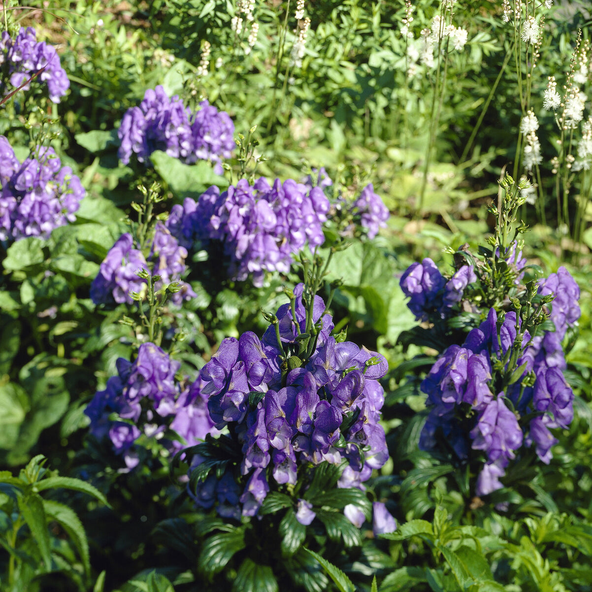 Herbst-Eisenhut Arendsii - Aconitum carmichaelli Arendsii - Bakker