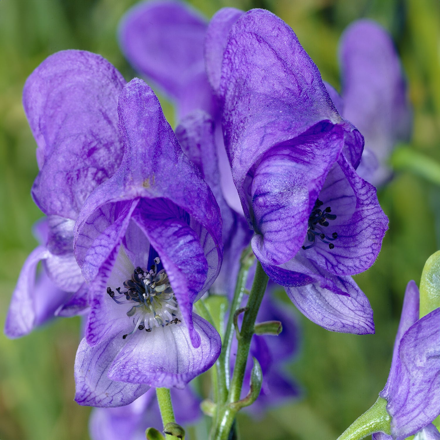 Aconitum carmichaelli Arendsii - Herbst-Eisenhut Arendsii - Eisenhut