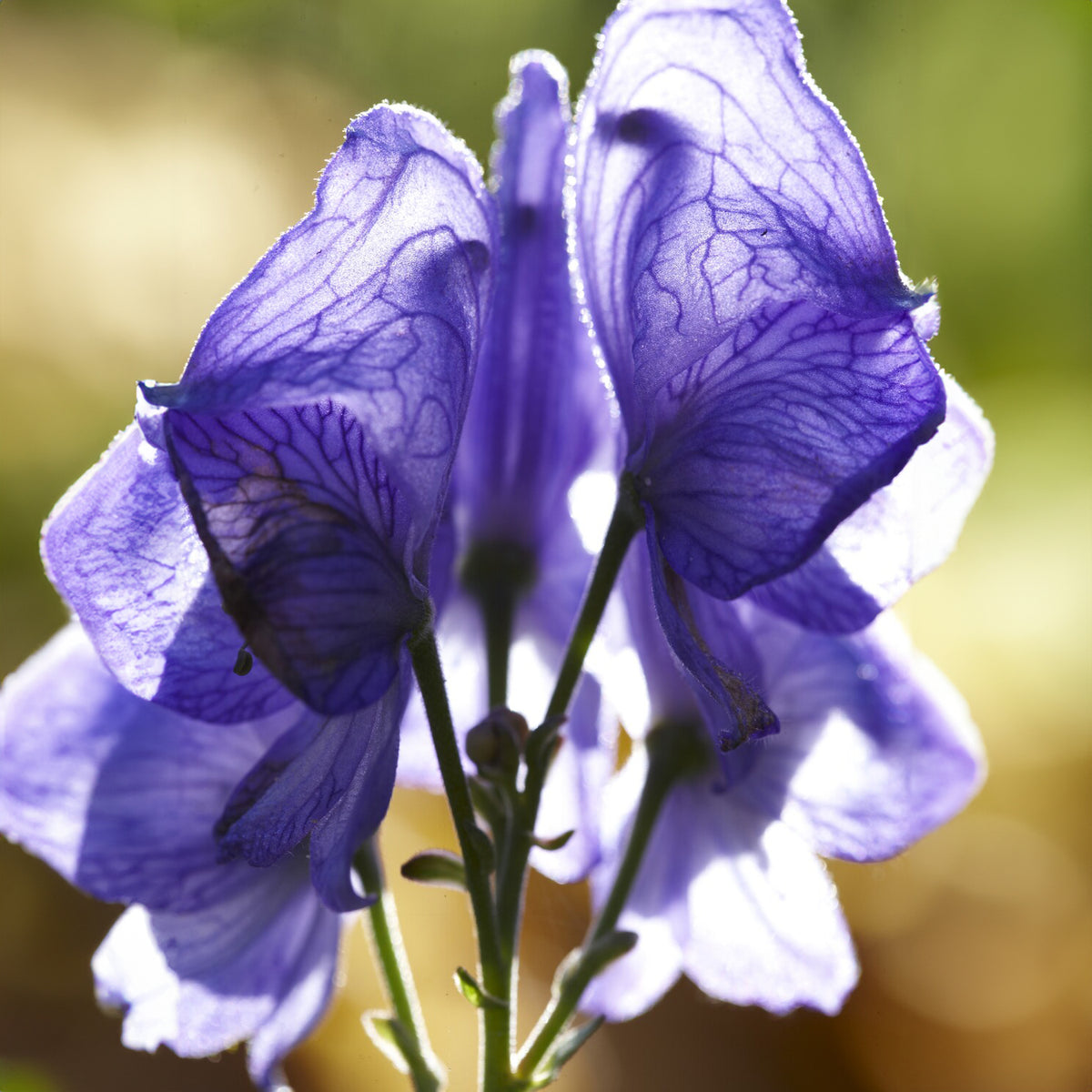Eisenhut - Eisenhut - Aconitum napellus