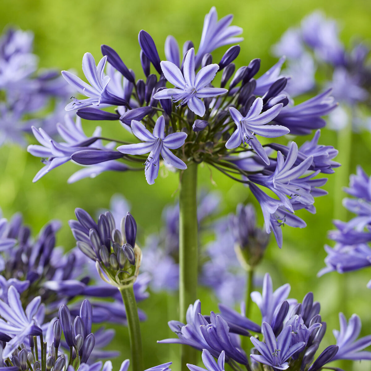Agapanthus Navy Blue - Agapanthus navy blue