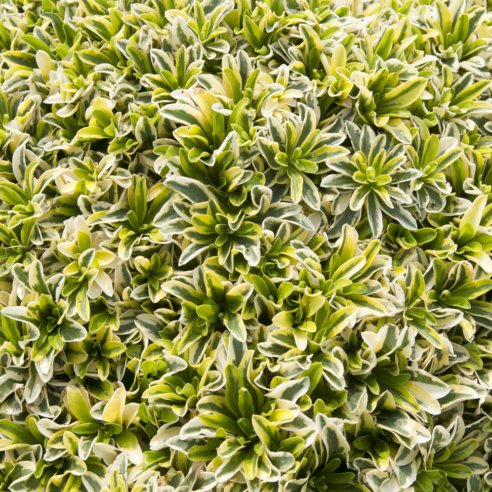 Kriechende Araberwurz Old Gold - Arabis ferdinandi-coburgii old gold