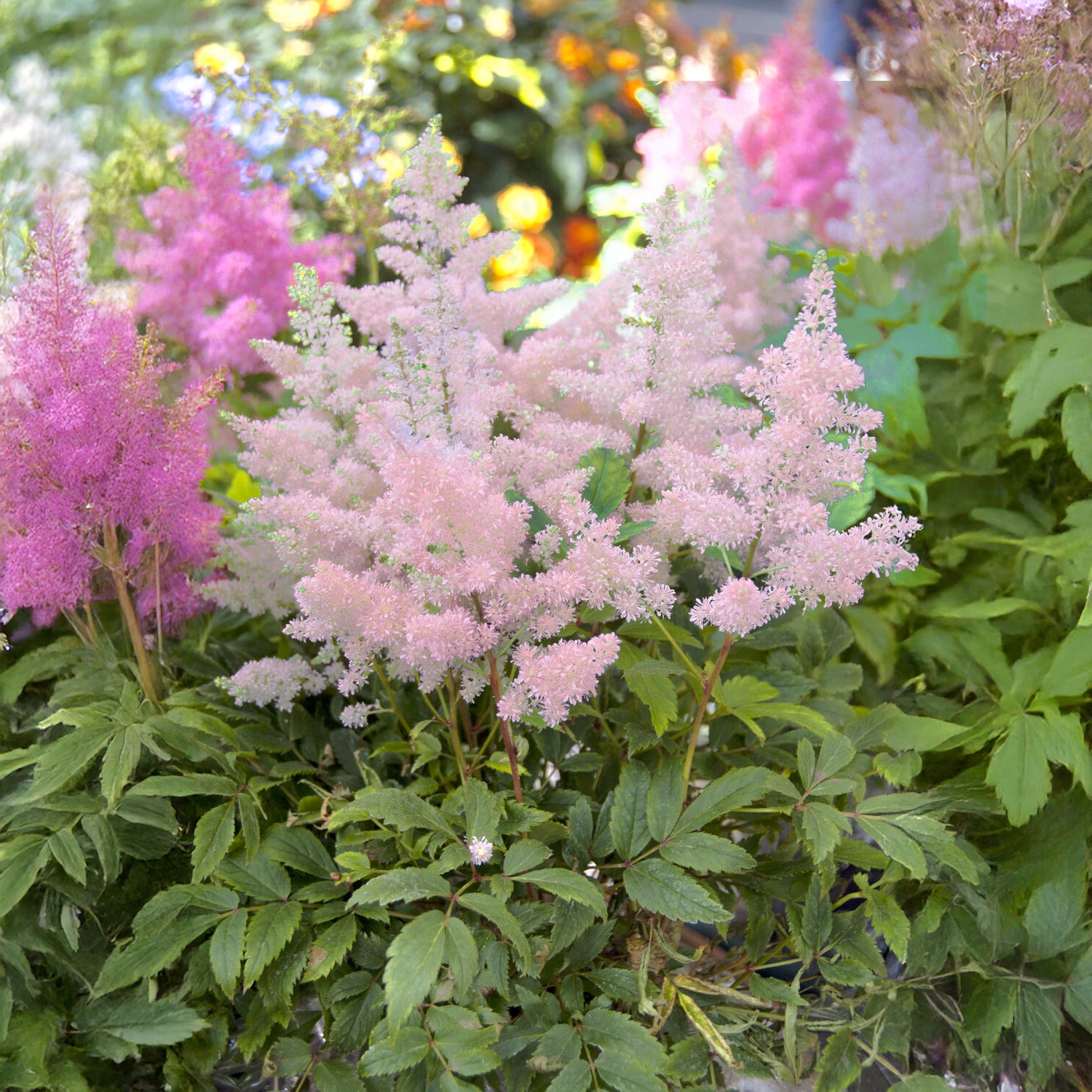 Japanische Astilbe Europa - Astilbe japonica europa