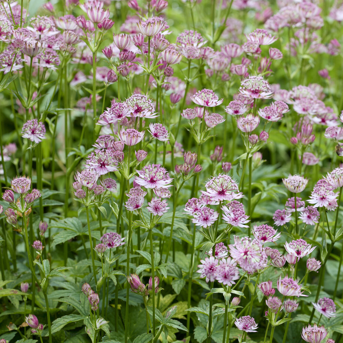 sterndolde düngen Sterndolde - Astrantia major