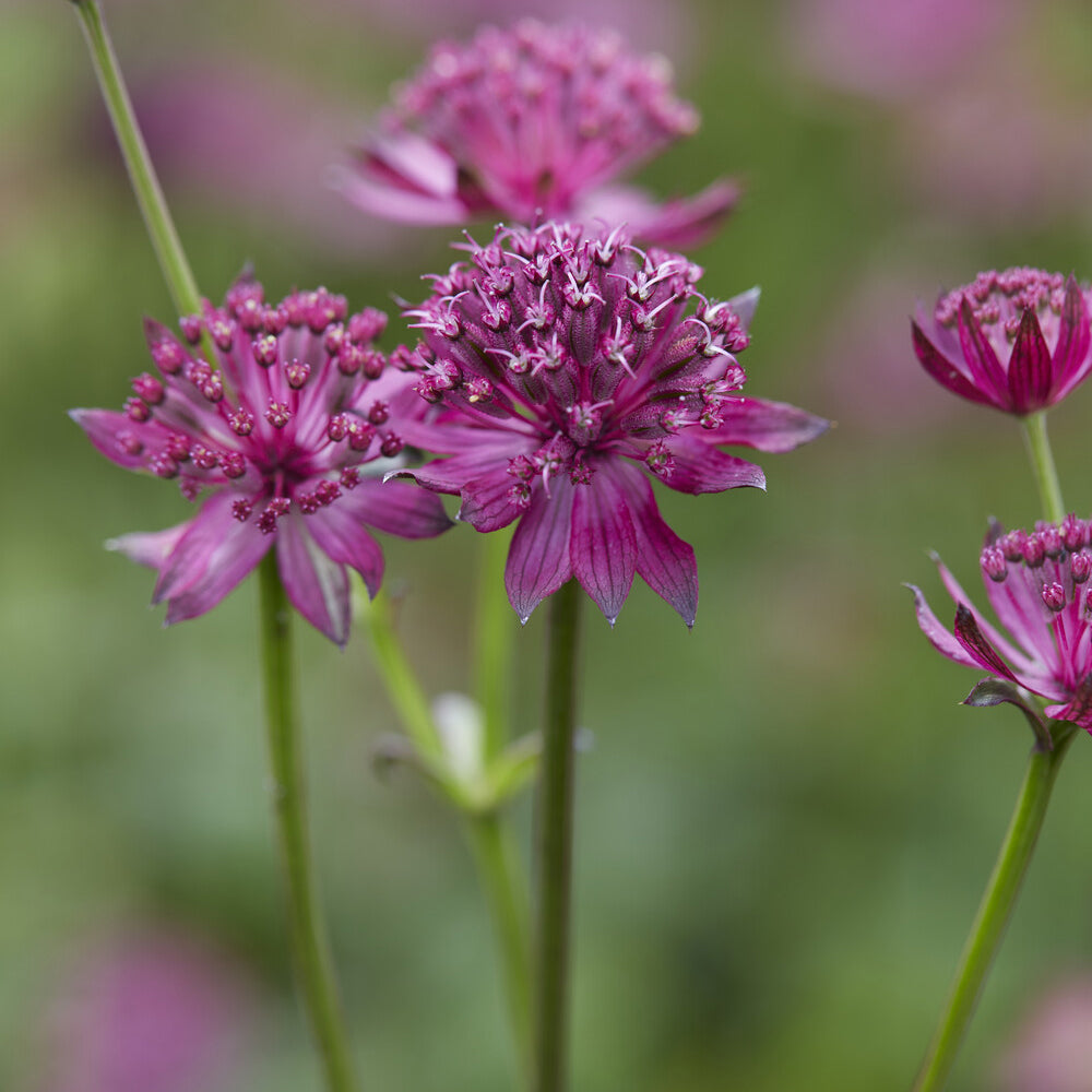 pflanztopf venice Sterndolde 'Venice' - Astrantia major Venice