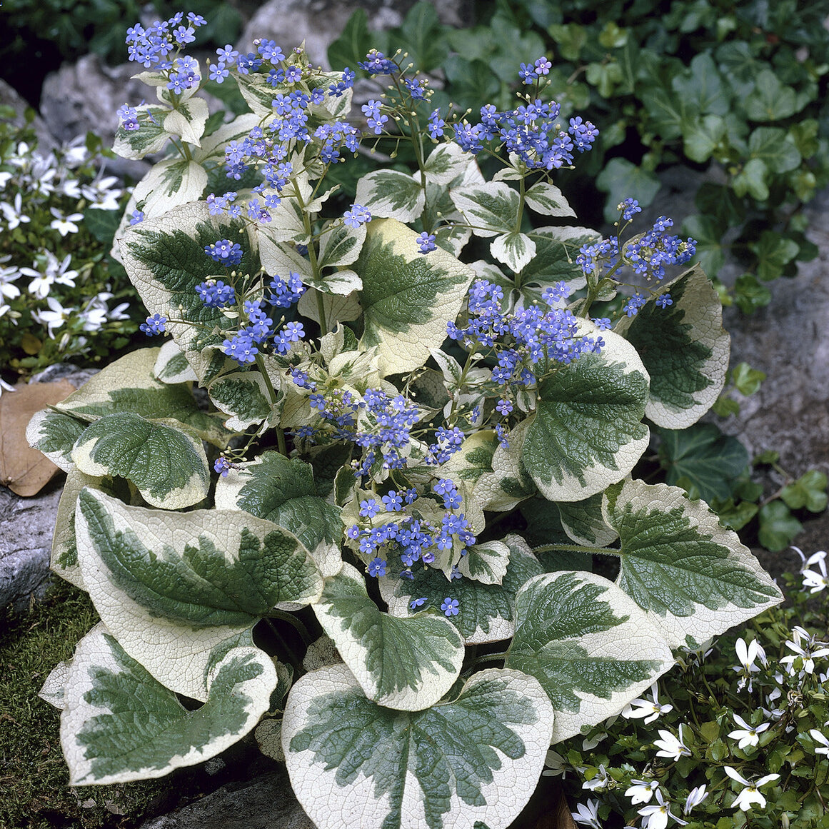 Panaschiertes Kaukasus-Vergissmeinnicht - Brunnera macrophylla variegata