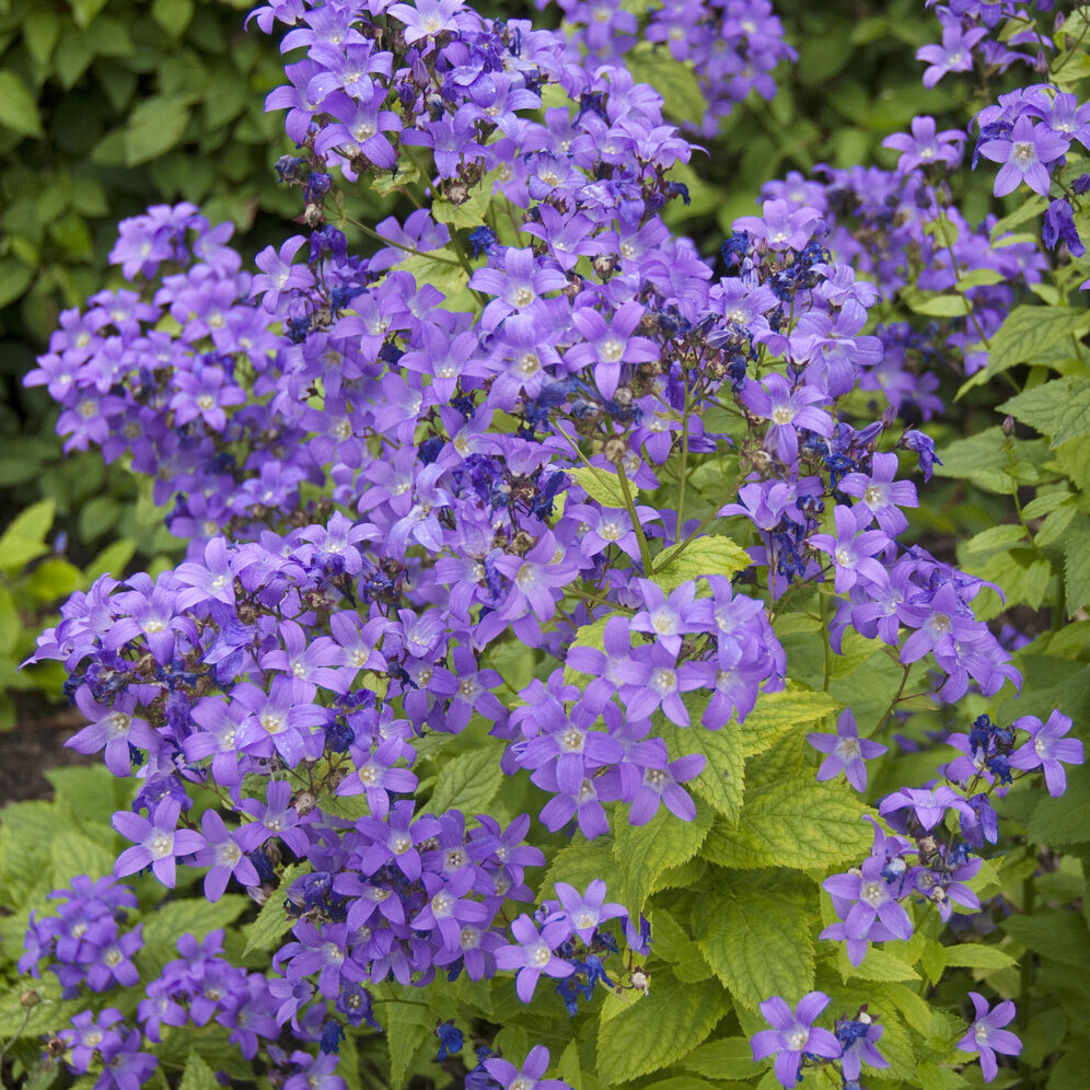 Milchige Glockenblume Prichards Variety - Bakker
