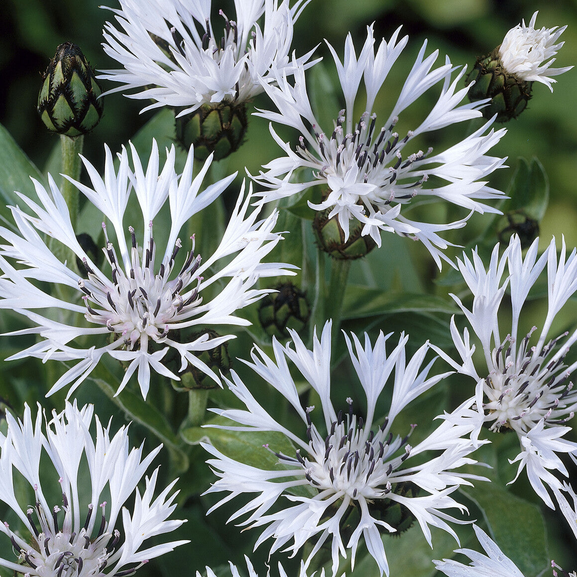 Centaurea montana Alba - Weiße Bergflockenblume - Wiesen-Glockenblumen
