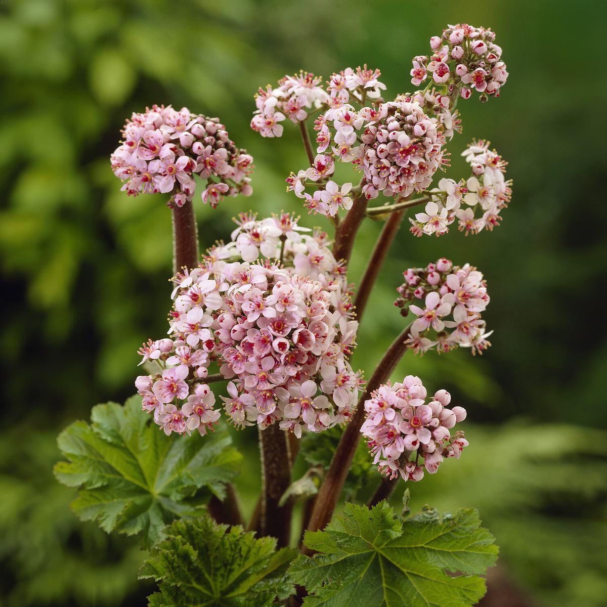 Schildblatt - Darmera peltata - Bakker
