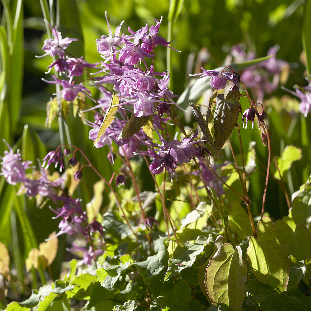 Epimedium grandiflorum Lilafee - Elfenblume ‘Lilafee’ - Epimedium