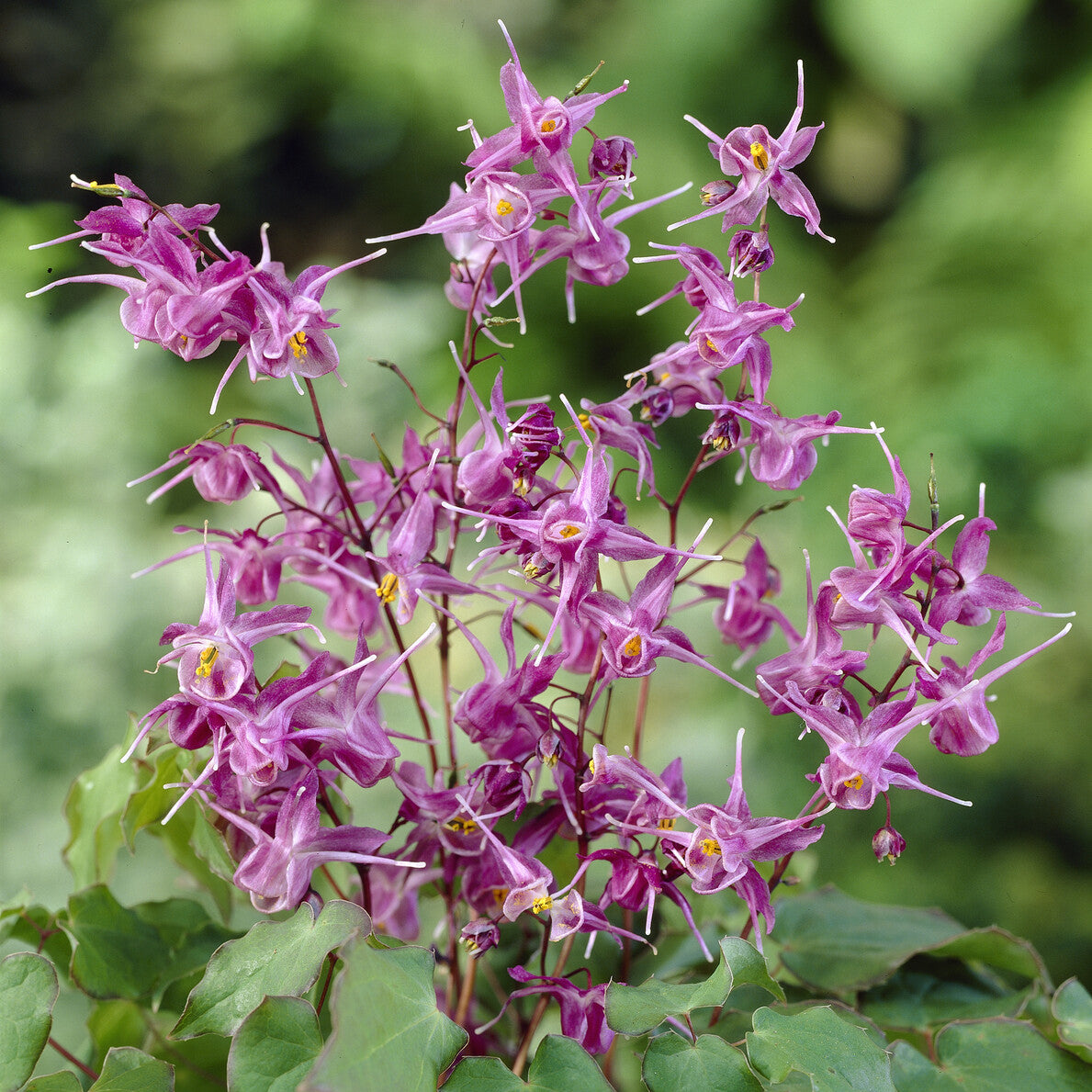 Elfenblume ‘Lilafee’ - Epimedium grandiflorum Lilafee - Bakker