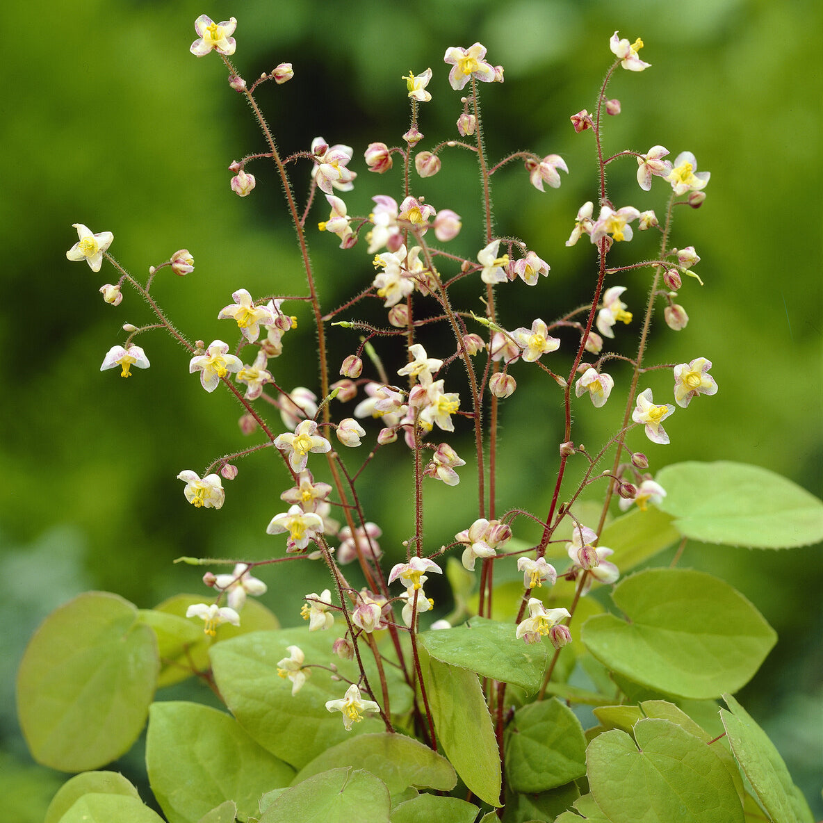 Elfenblume pubigerum - Epimedium pubigerum