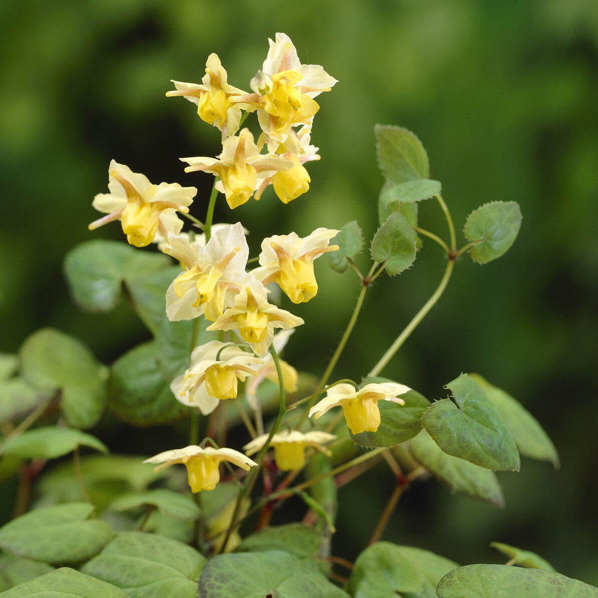 elfenblume saatgut Elfenblume Sulphureum - Epimedium versicolor sulphureum
