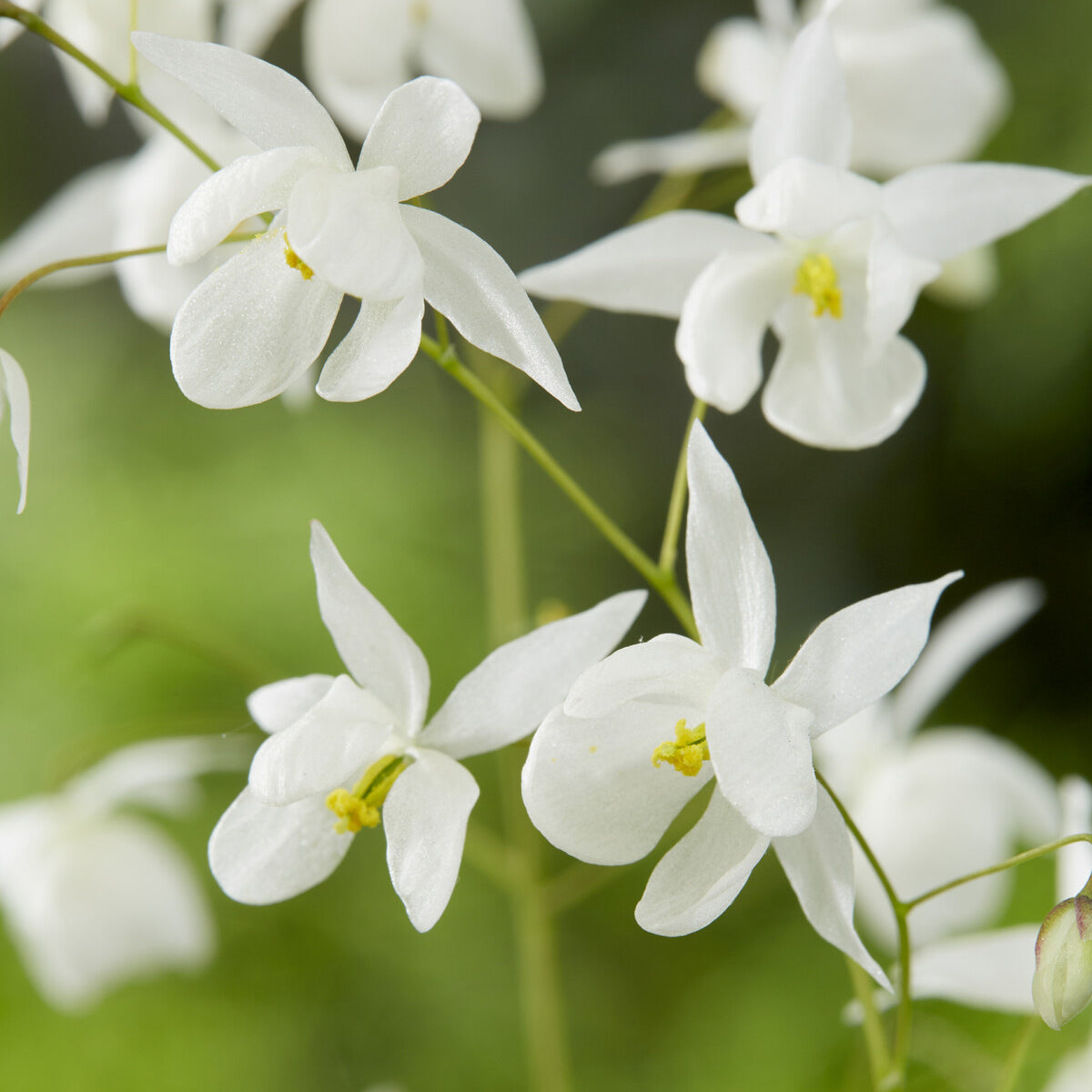 Elfenblume Niveum - Bakker