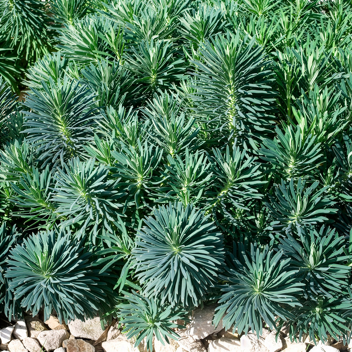 Wolfsmilch - Walzen-Wolfsmilch ‘Blue Wonder’ - Euphorbia characias blue wonder