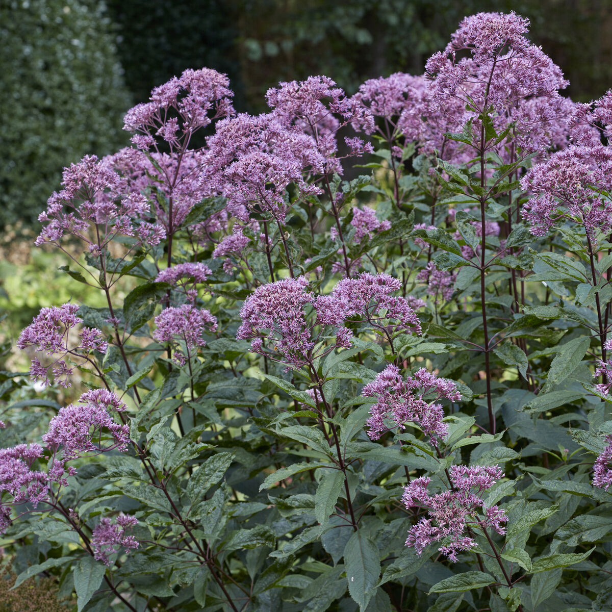 Gefleckter Wasserdost Phantom - Eupatorium maculatum phantom