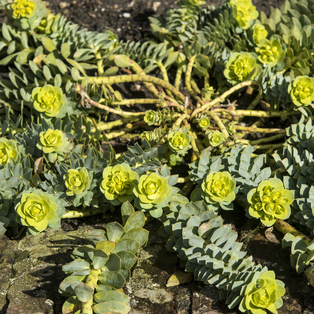 Walzen-Wolfsmilch - Euphorbia myrsinites