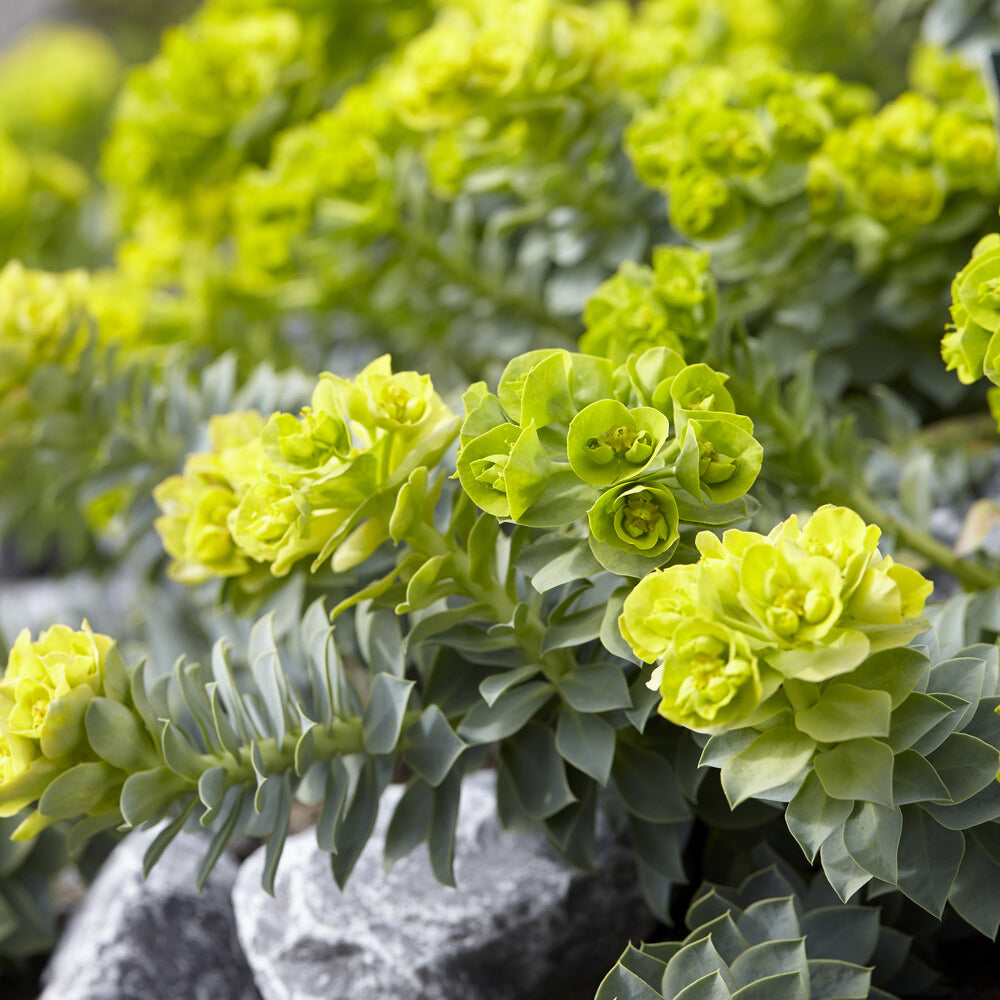 Euphorbia myrsinites - Walzen-Wolfsmilch - Wolfsmilch