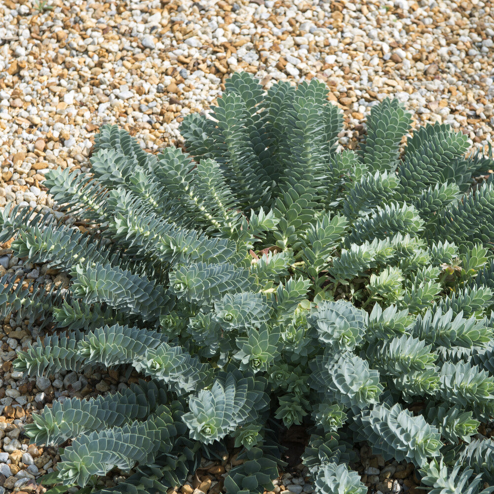 Wolfsmilch - Walzen-Wolfsmilch - Euphorbia myrsinites