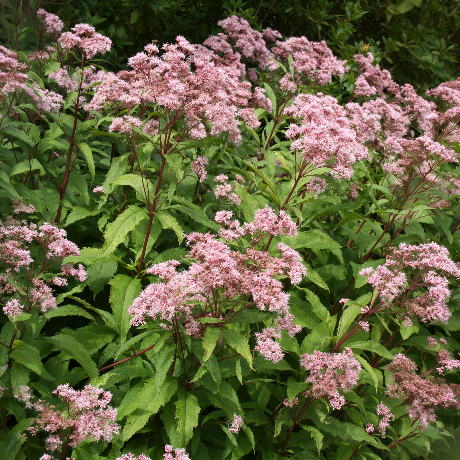Purpur-Wasserdost - Eutrochium purpureum var. purpureum