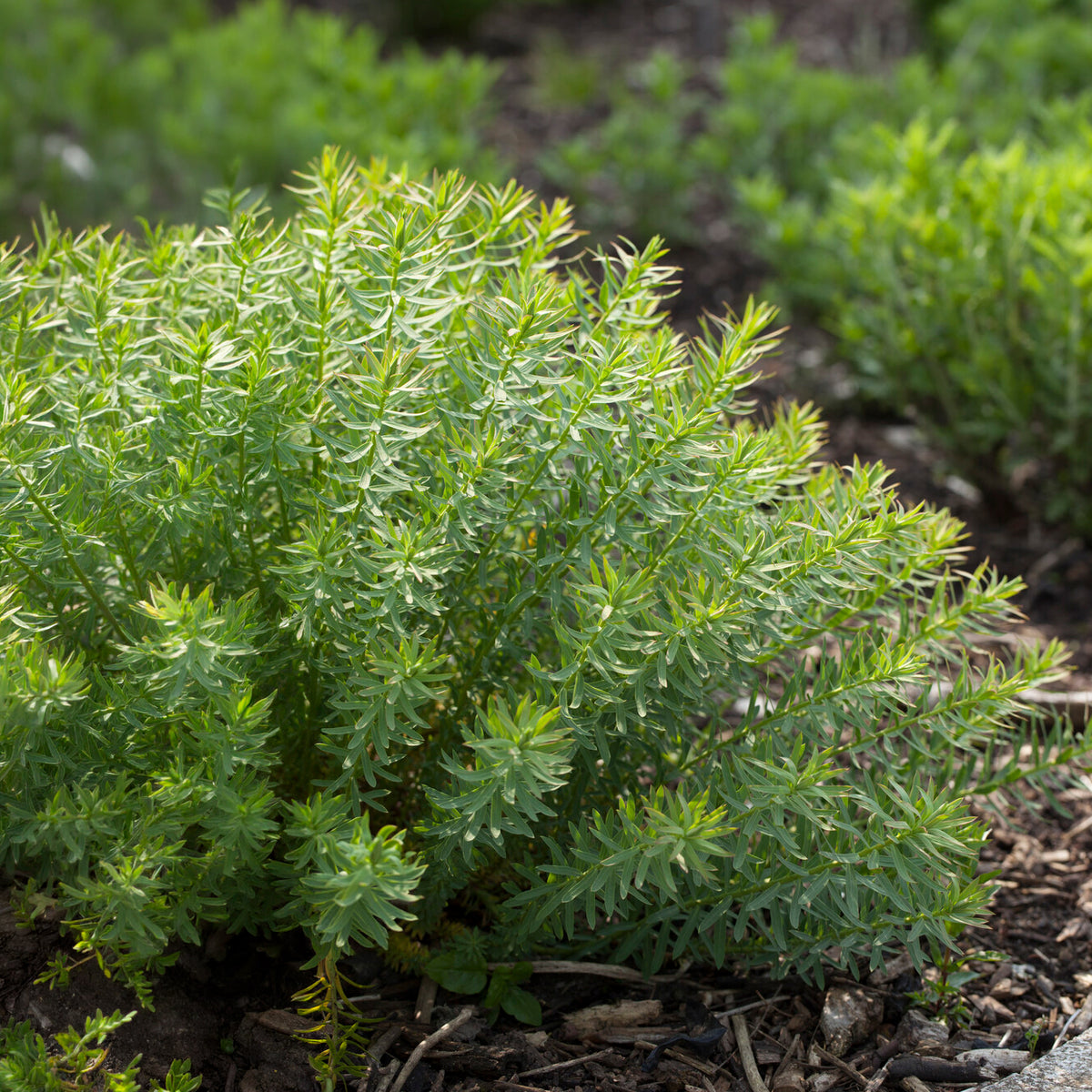 Wolfsmilch - Sibirische Wolfsmilch - Euphorbia seguieriana subsp. niciciana