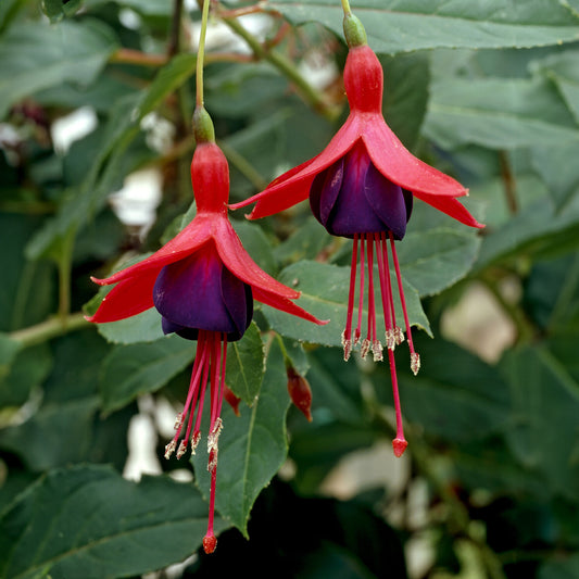 Fuchsia Mrs. Popple - Bakker