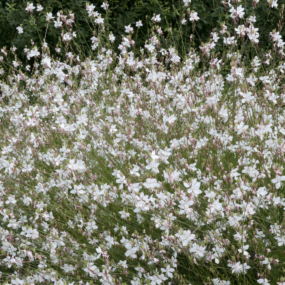 Prachtkerze 'Short Form' - Gaura lindheimeri Short Form