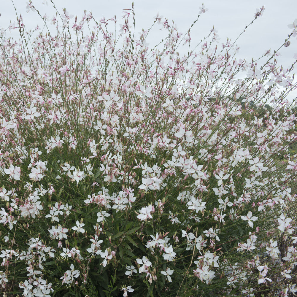 Prachtkerze 'Short Form' - Gaura lindheimeri Short Form
