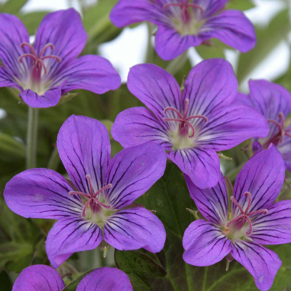 Geranie Tiny Monster - Geranium Tiny Monster - Bakker