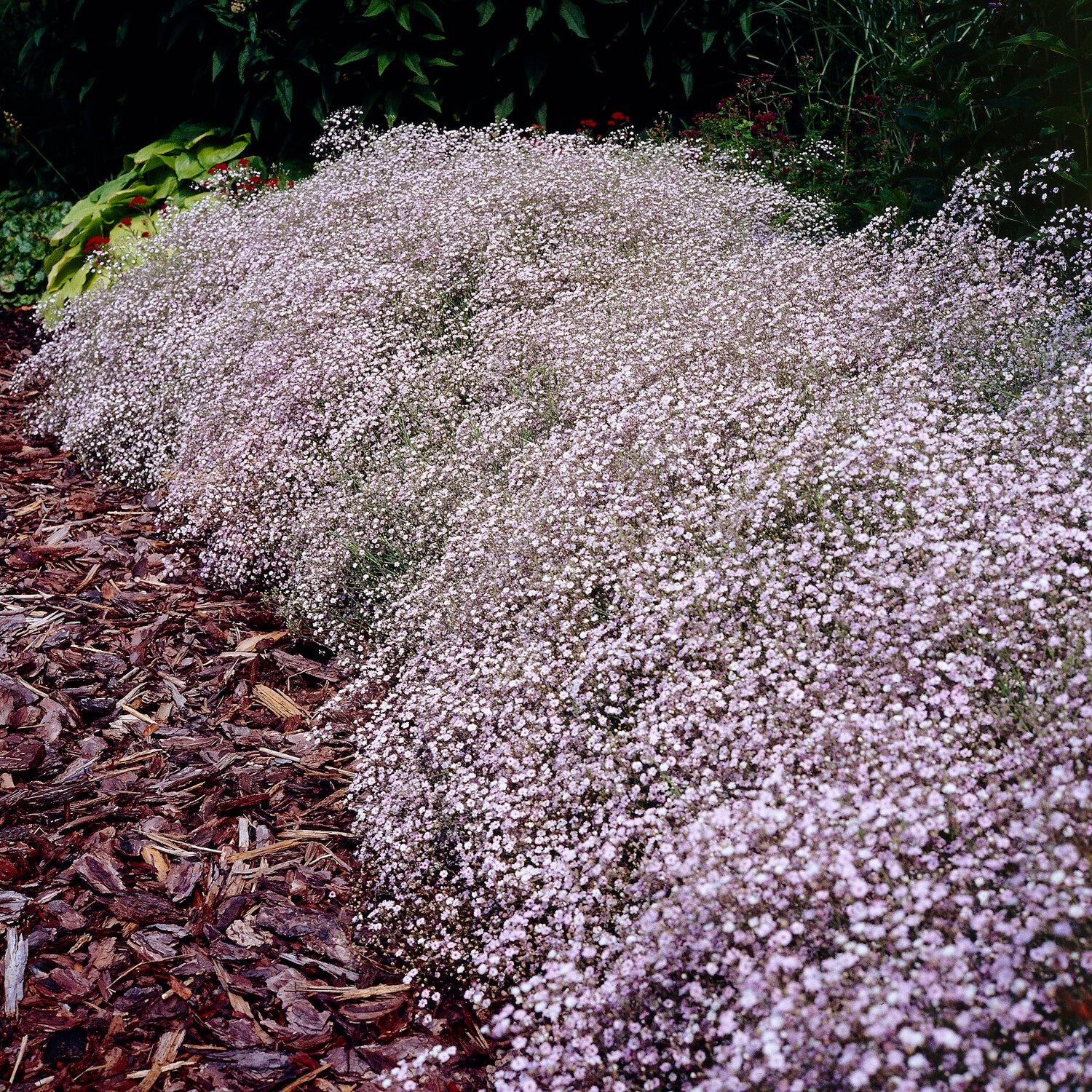 Kriechendes Schleierkraut 'Rosenschleier' - Gypsophila paniculata  Rosenschleier