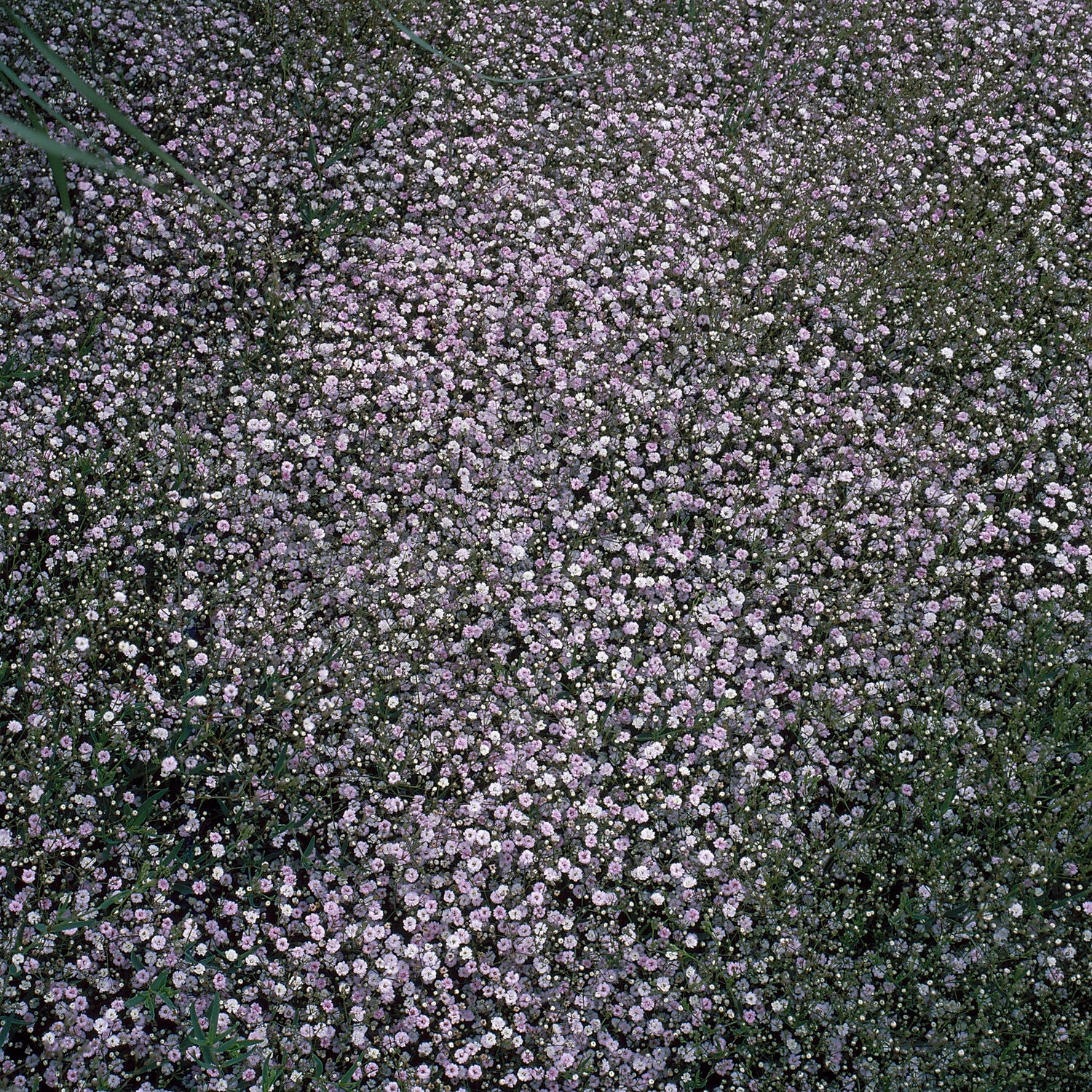 Kriechendes Schleierkraut 'Rosenschleier' - Gypsophila paniculata  Rosenschleier