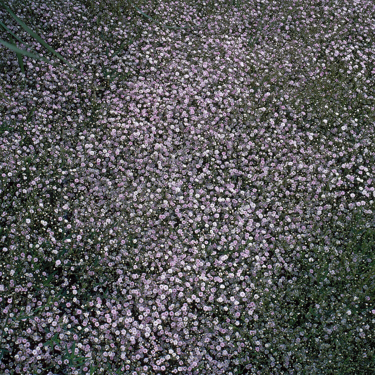 Kriechendes Schleierkraut 'Rosenschleier' - Gypsophila paniculata Rosenschleier - Bakker