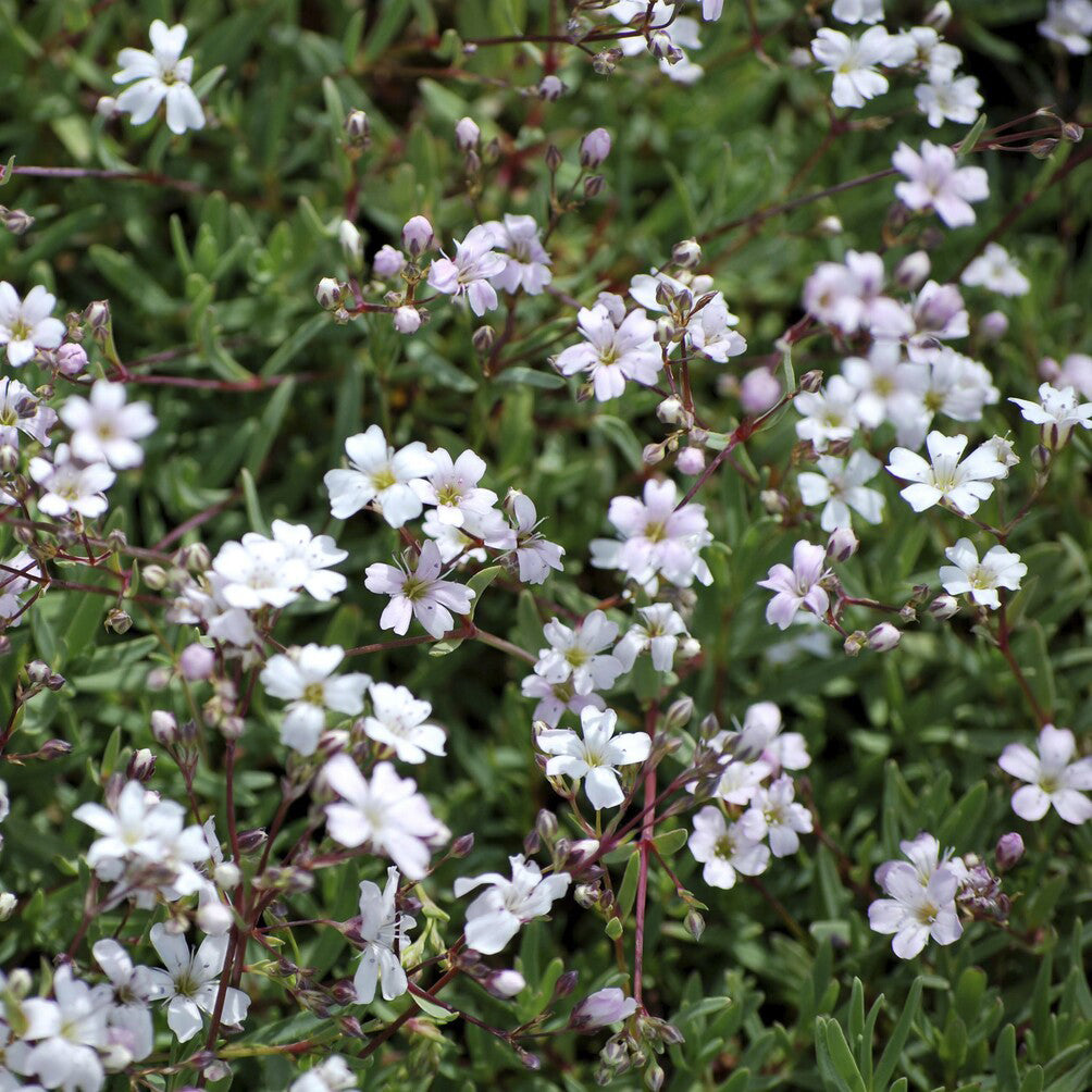 Kriechendes Schleierkraut 'Alba' - Gypsophila repens Alba