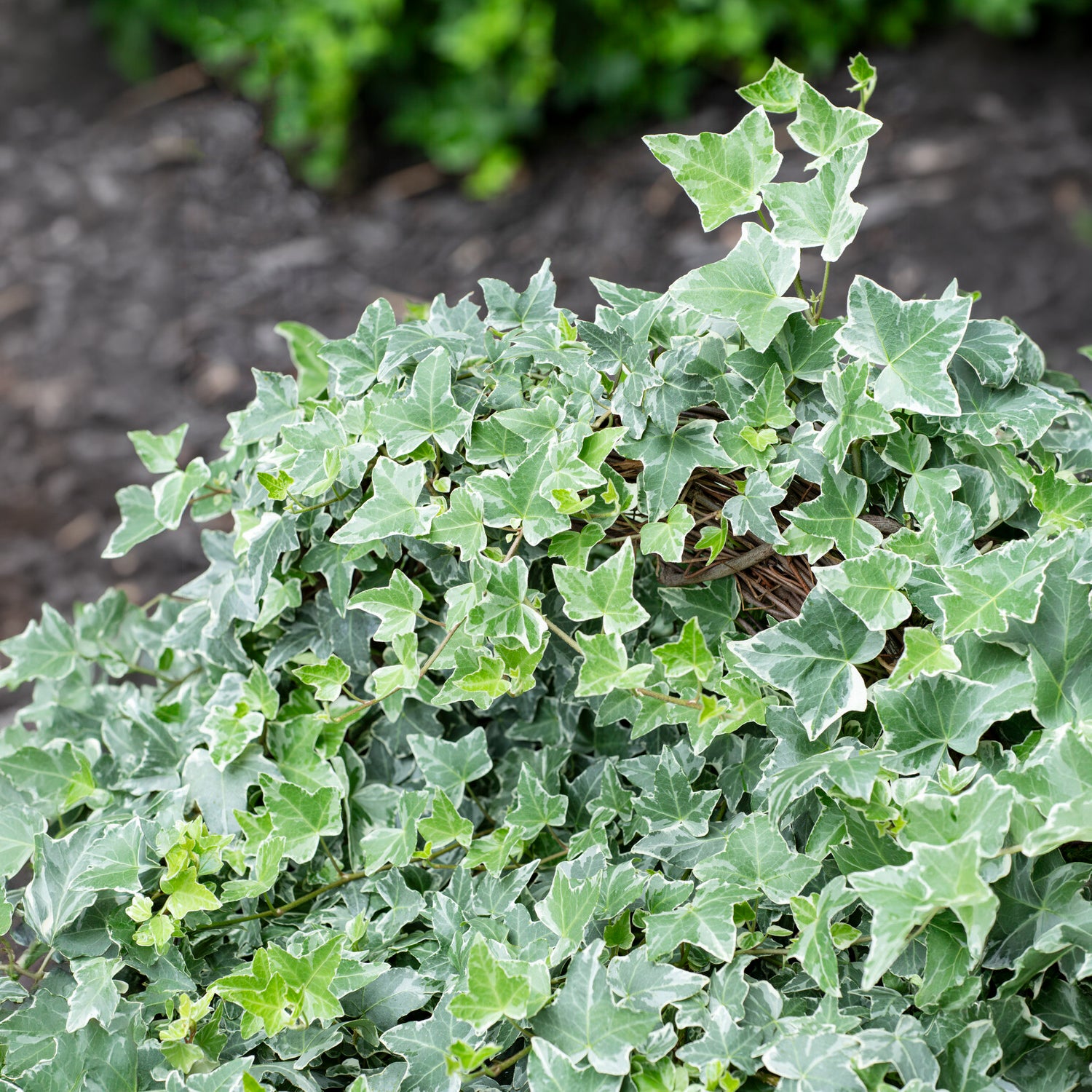 Weißgrüner Efeu 'Glacier' - Hedera helix Glacier