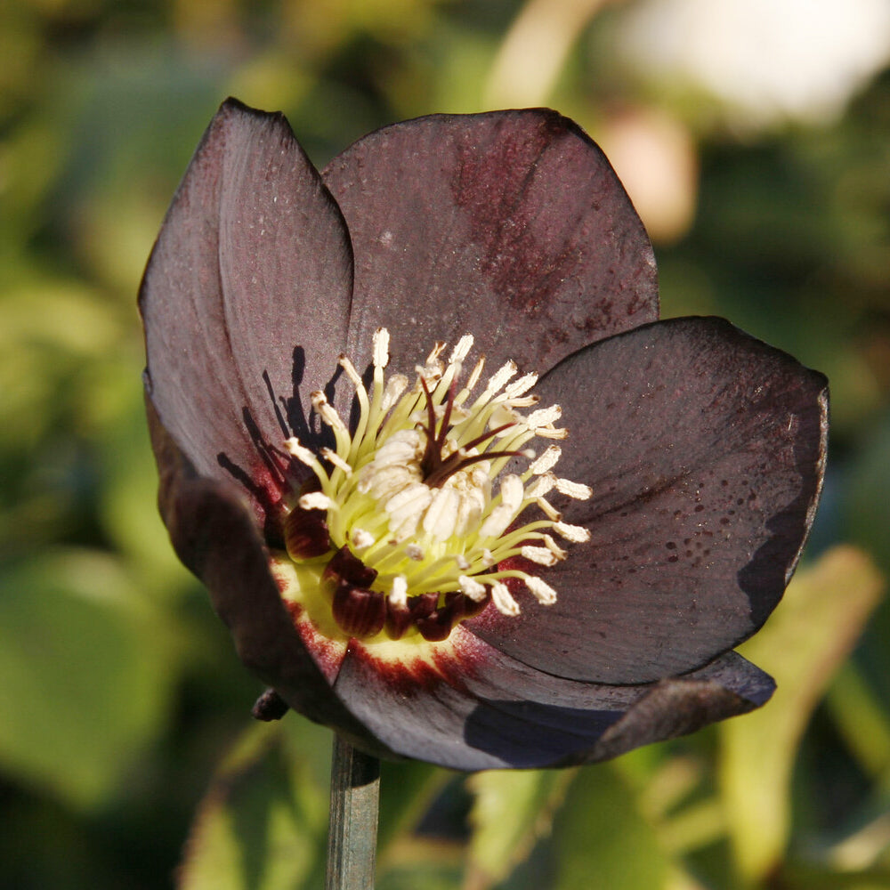 Lenzrose 'Black' - Helleborus orientalis Black