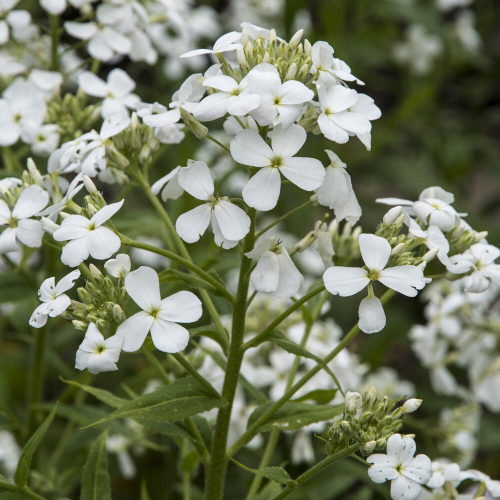 Blühende Stauden - Nachtviole 'Alba' - Hesperis matronalis Alba