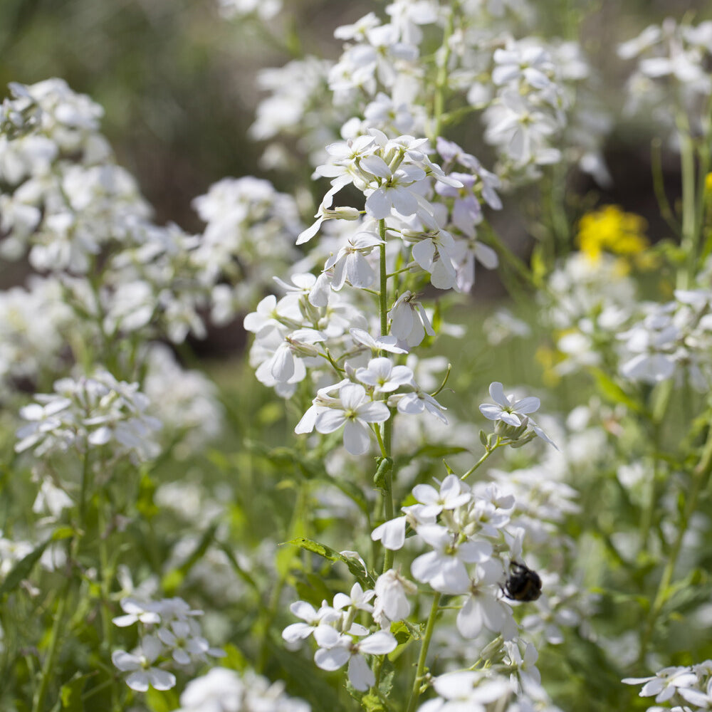 Hesperis matronalis Alba - Nachtviole 'Alba' - Blühende Stauden