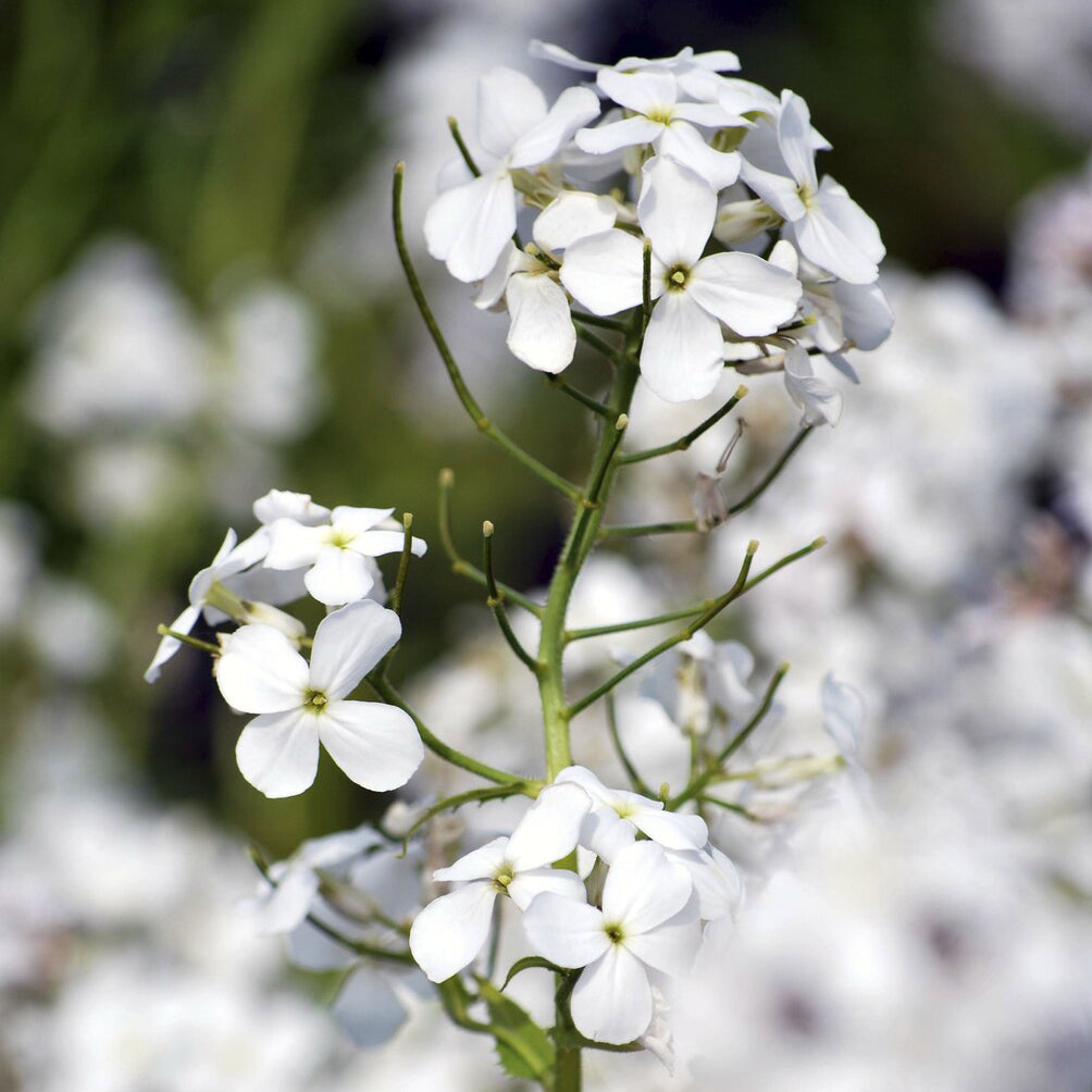 Nachtviole 'Alba' - Hesperis matronalis Alba - Bakker