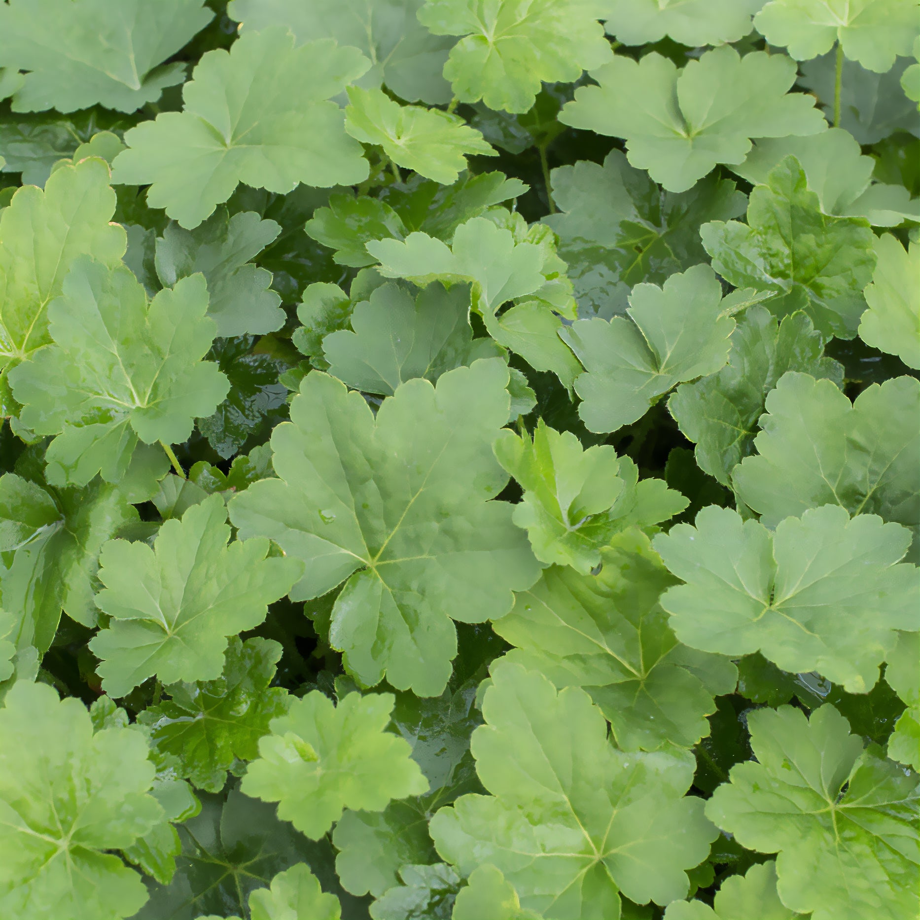 Purpurglöckchen Chantilly - Bakker