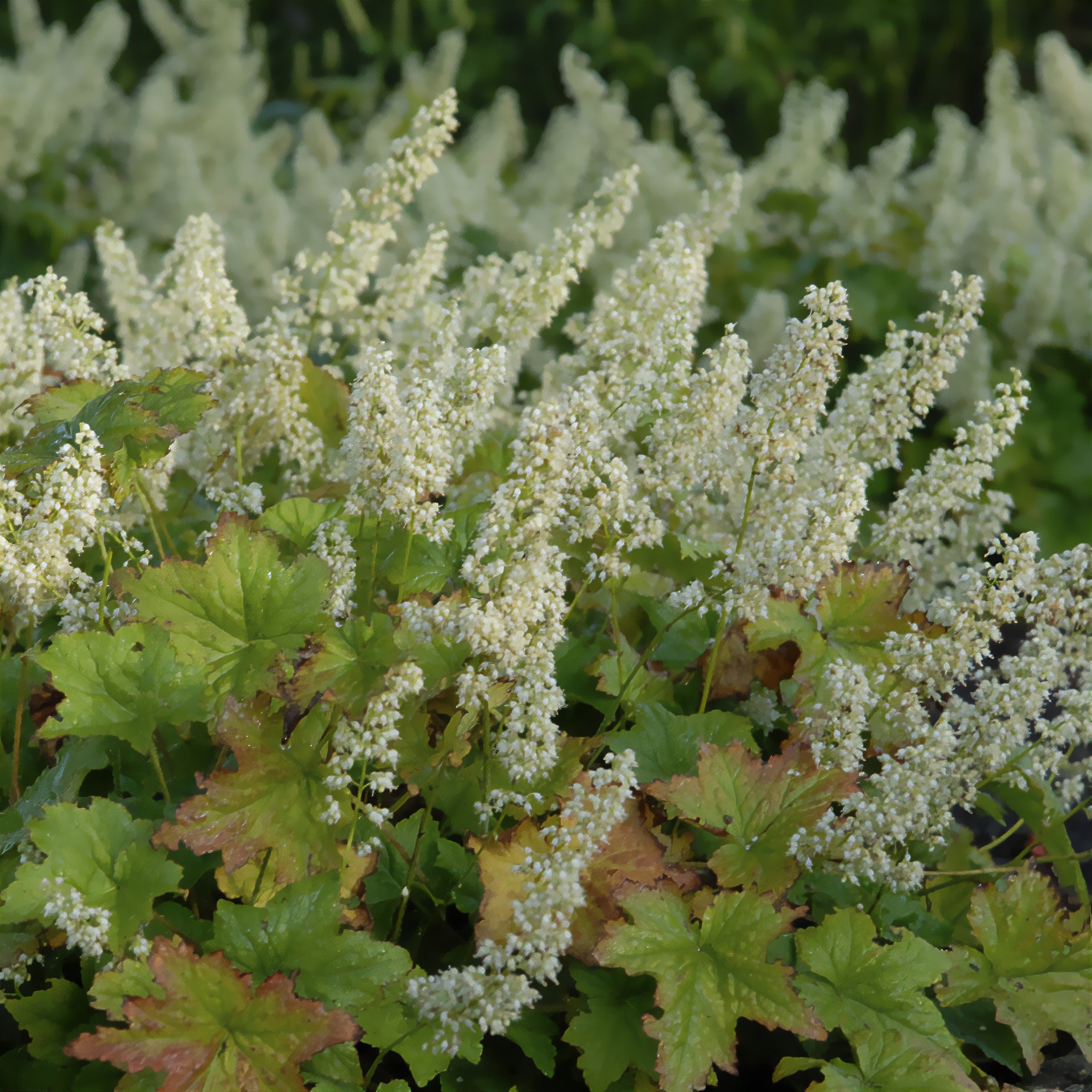 Purpurglöckchen Chantilly - Heuchera villosa chantilly - Bakker