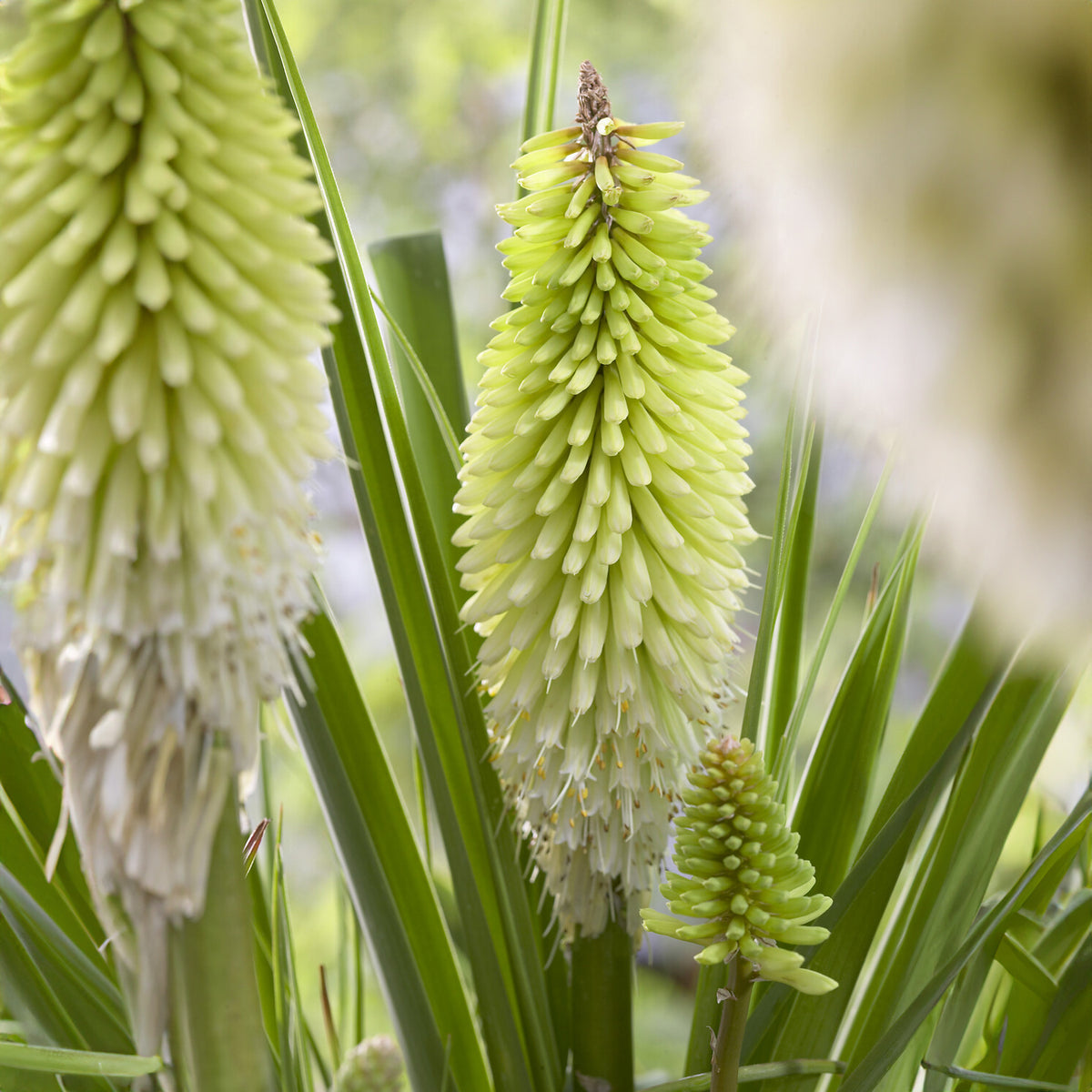 Fackellilie ‘Ice Queen’ - Kniphofia Ice Queen - Bakker
