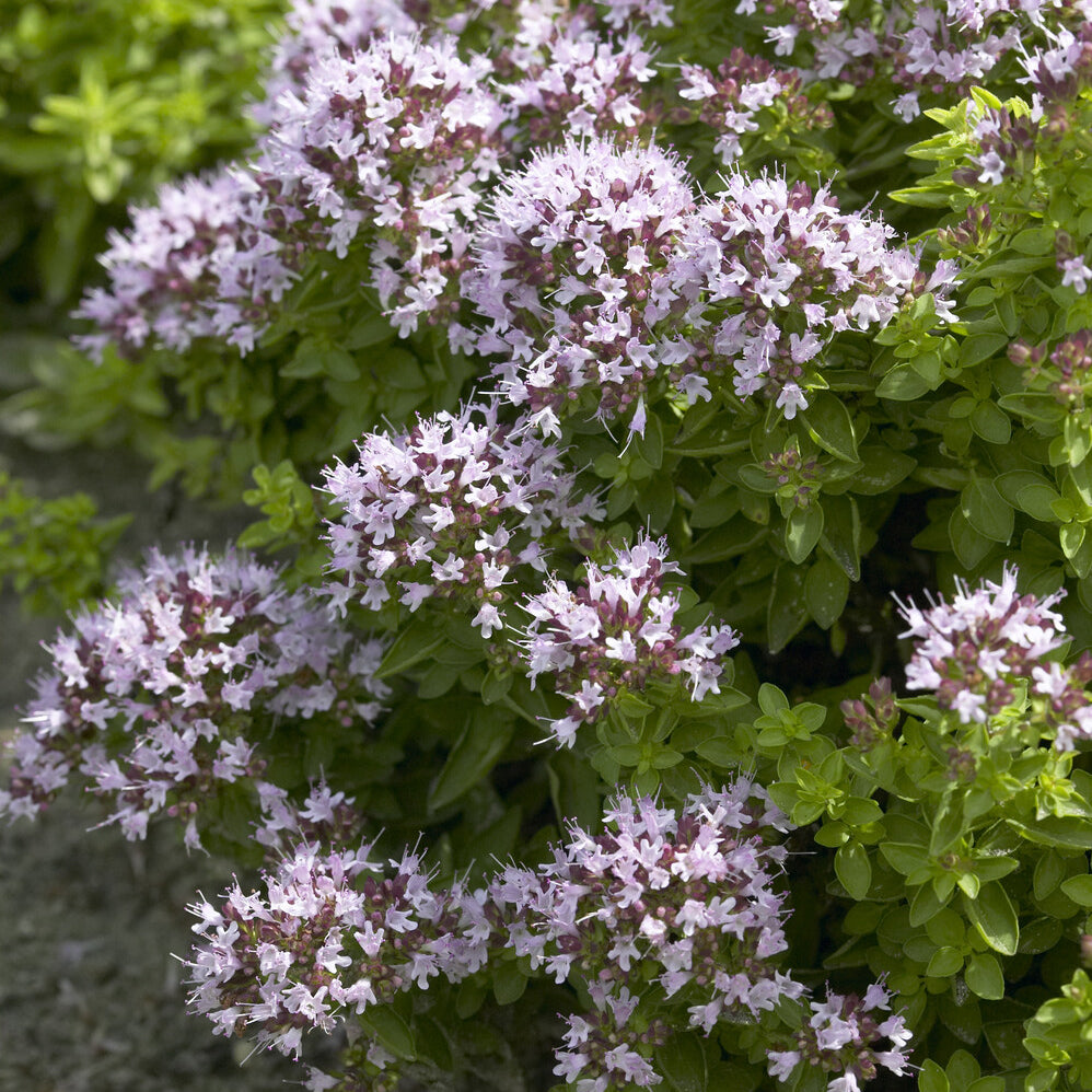 Oregano 'Compactum' - Origanum vulgare Compactum